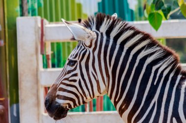 Zebra doğa arka plan üzerinde closeup başkanı