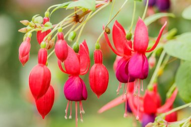 görüntü güzel pembe fuşya magellanica çiçek yeşil t