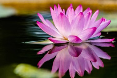 Pembe lotus çiçeği ve Lotus çiçek bitki