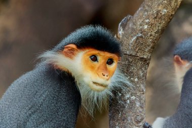 Douc kırmızı şişlemiş langur portresi