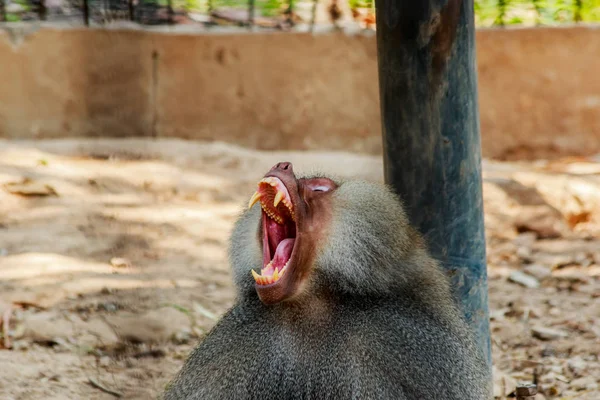 Macaco com a boca aberta mostrando seus dentes — Fotografia de Stock