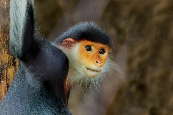 Retrato del douc langur de caña roja —  Fotos de Stock