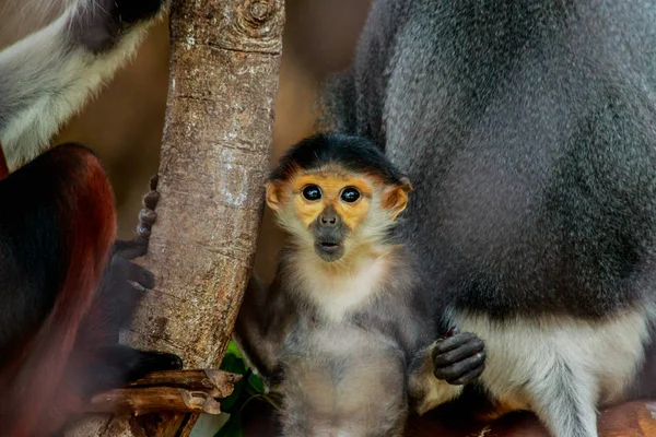 Retrato do jovem douc langur-shanked vermelho — Fotografia de Stock