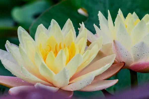 yellow  lotus with rain drops in the pool.