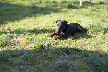 Çimlerde siyah köpek yavrusu.