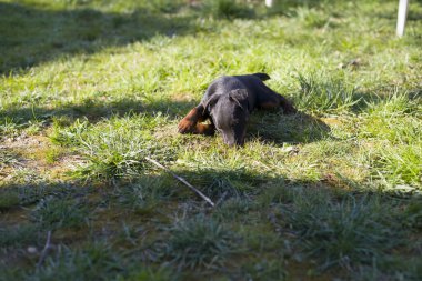 Çimlerde siyah köpek yavrusu.