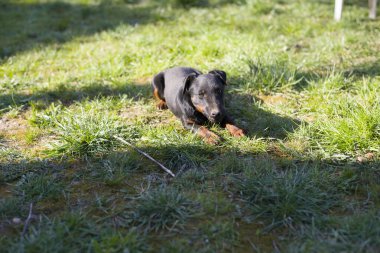 Çimlerde siyah köpek yavrusu.