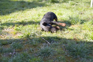 Çimlerde siyah köpek yavrusu.