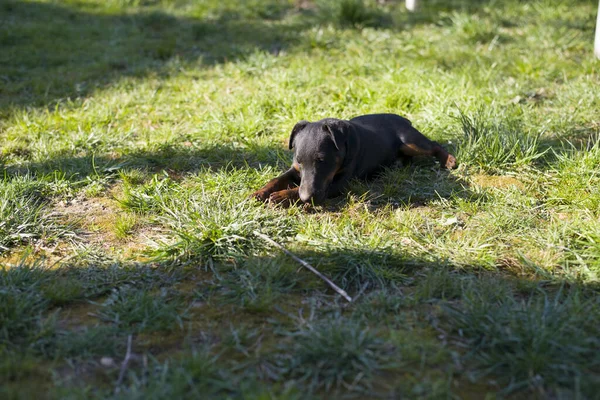 Black Puppy Grass — Stock Photo, Image