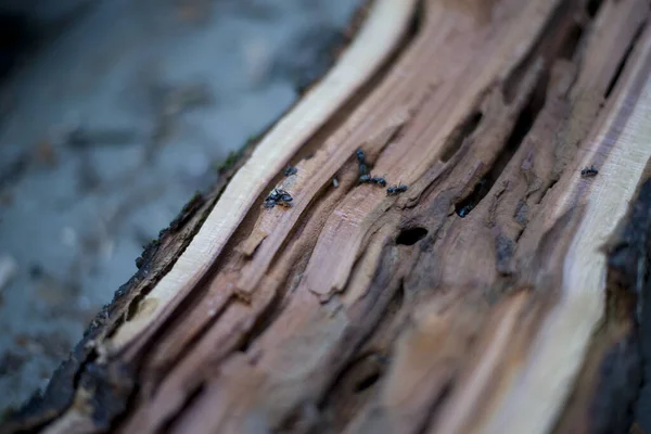 Uma Grande Família Formigas Vive Uma Árvore — Fotografia de Stock