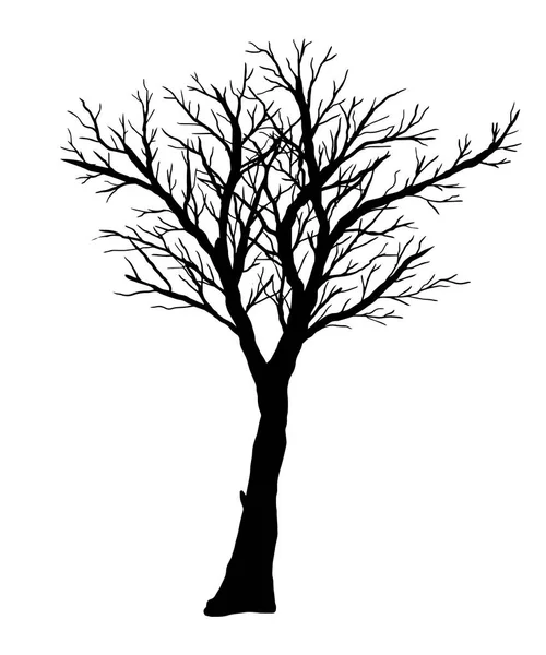 Σιλουέτα του γυμνό δέντρο σε λευκό φόντο. — Διανυσματικό Αρχείο