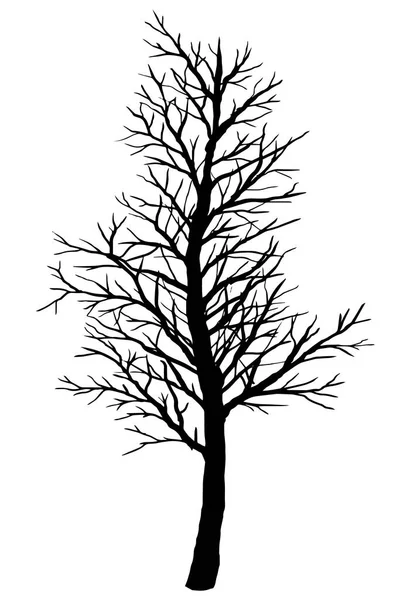 Silhouette of bare tree on a white background. — Stock Vector