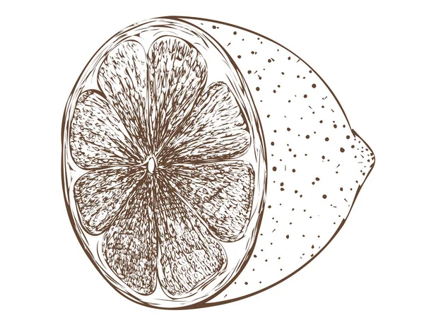 Векторне вирізання лимона в вінтажному стилі, пофарбованому штрихами на білому тлі . — стоковий вектор