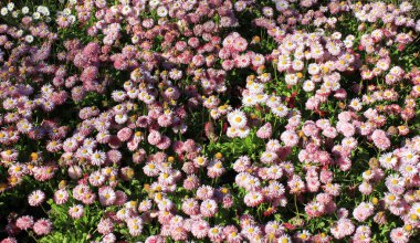 Baharda pembe papatya tarlası. Yukarıdan görüntüle.