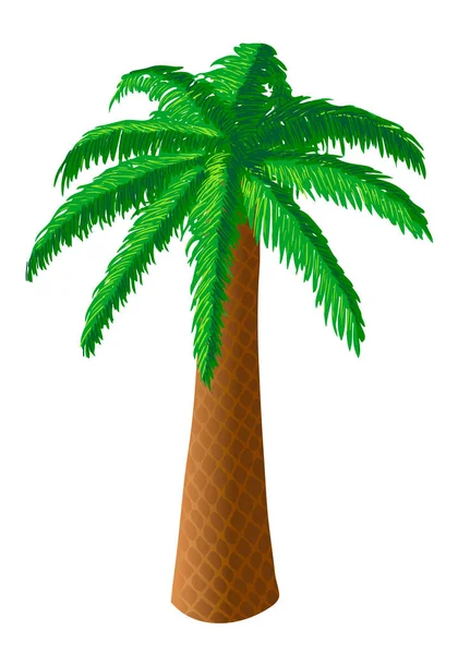 Vektorová ilustrace palmy na bílém pozadí — Stockový vektor