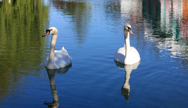 Dois cisnes brancos em uma superfície de lagoa . — Fotografia de Stock
