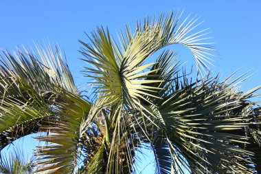 Mavi gökyüzüne karşı palmiye ağacı