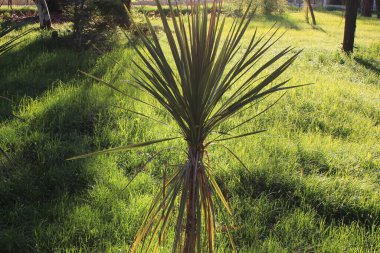 Güneşli bir çayırda yetişen küçük palmiye ağacı.