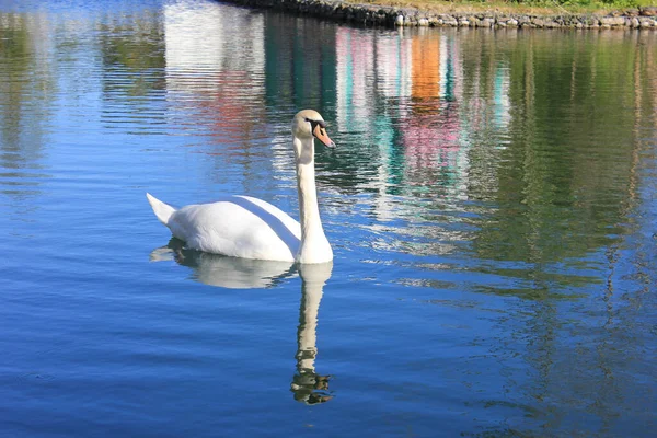 Cisne branco na lagoa . — Fotografia de Stock