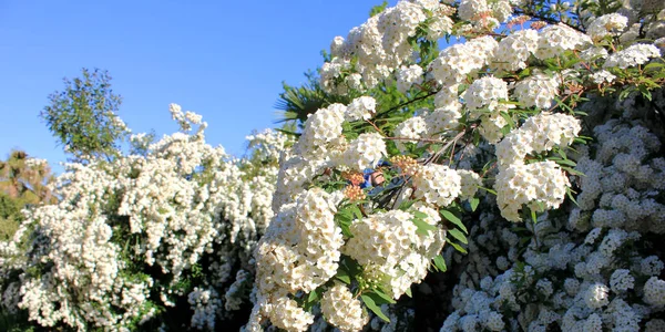 Spirea buske med vita blommor närbild — Stockfoto
