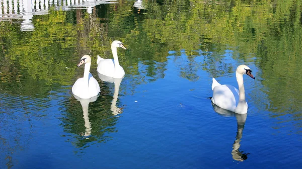 Três cisnes brancos na lagoa . — Fotografia de Stock
