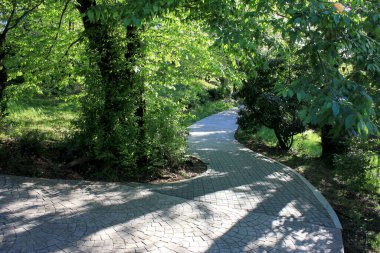 Parktaki çalıların ve ağaçların arasında yürüyüş yolu.