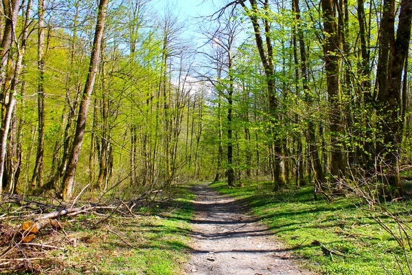 Pfad im grünen Bergwald im Frühling. — Stockfoto