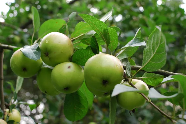 Ώριμα μήλα σε ένα δέντρο — Φωτογραφία Αρχείου