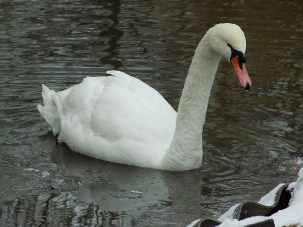 Witte Knobbelzwaan — Stockfoto