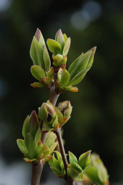 Spring buds on a branch of lilac — Stock Photo, Image