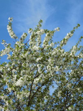 Bahar çiçeği kiraz meyve bahçesi