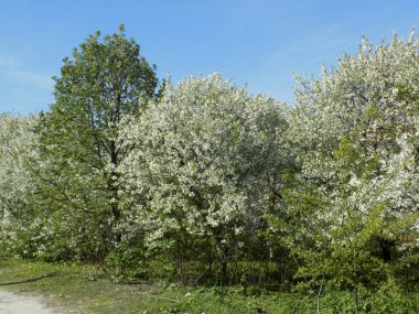 Bahar çiçeği kiraz meyve bahçesi
