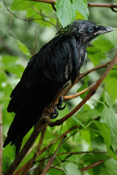 カリオン・クロウ(Corvus corone)) — ストック写真
