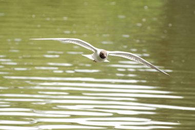 siyah başlı martı (Larus ridibundus)