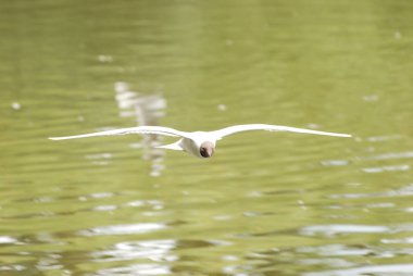 siyah başlı martı (Larus ridibundus)