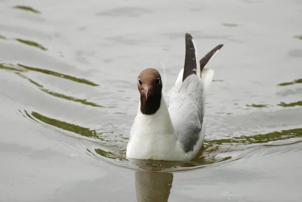 Roodkopmeeuw (Larus ridibundus)) — Stockfoto