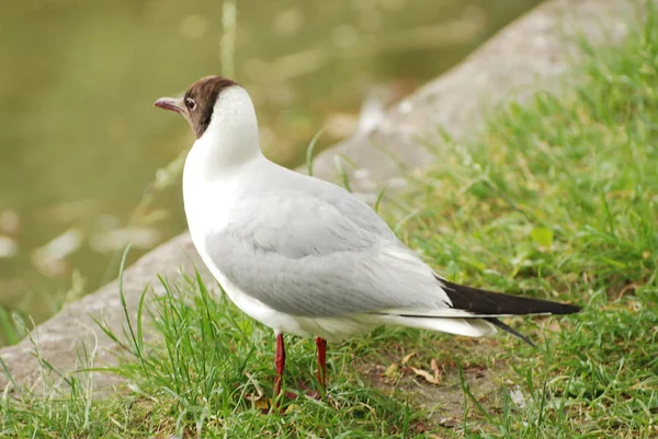 검은 머리 갈매기 (Larus ridibundus)) — 스톡 사진