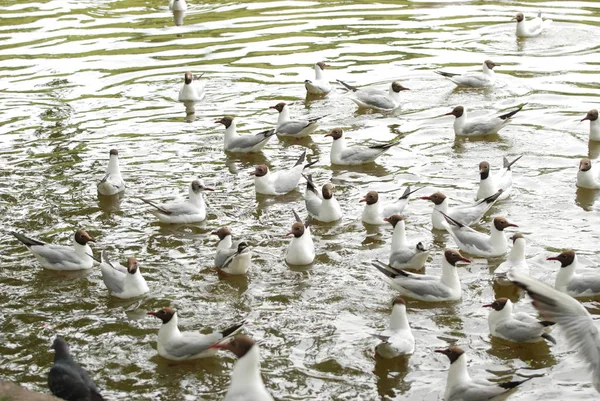 호수 갈매기 (라틴어 Larus ridibundus의 무리) — 스톡 사진