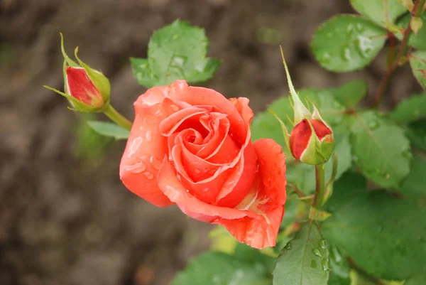 Röd ros (Latin Rosa L.) — Stockfoto