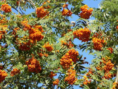 Genel Rowan (Sorbus aucuparia)