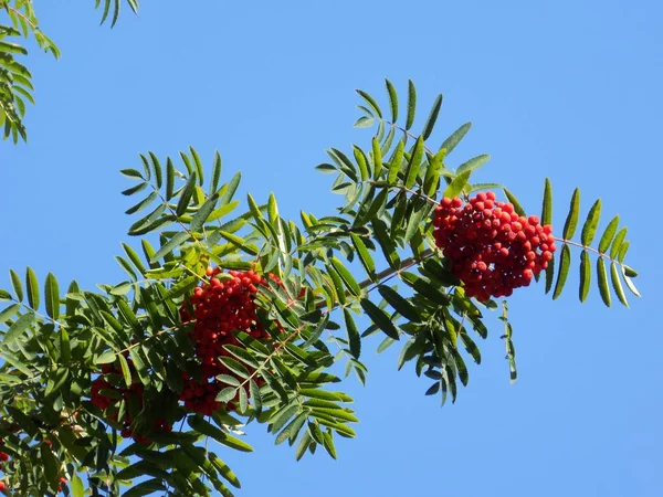 Поширена веснянка (Sorbus aucuparia)) — стокове фото