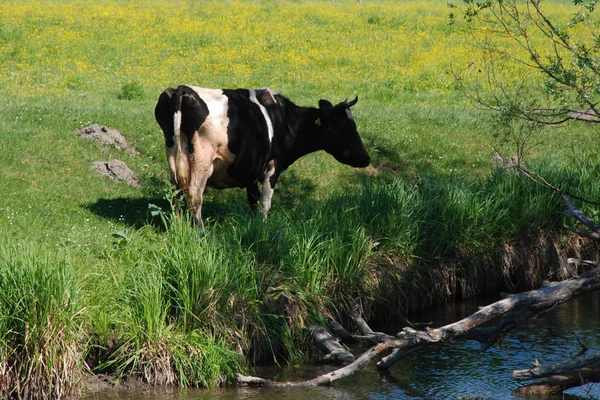 Vache (Bos taurus) ) — Photo