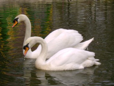 Kuğu Kuğu (Kuğu rengi))