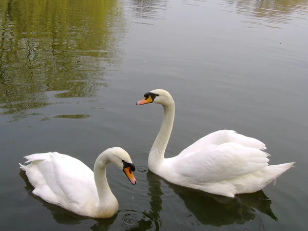 Zwaan zwaan (Cygnus olor) — Stockfoto