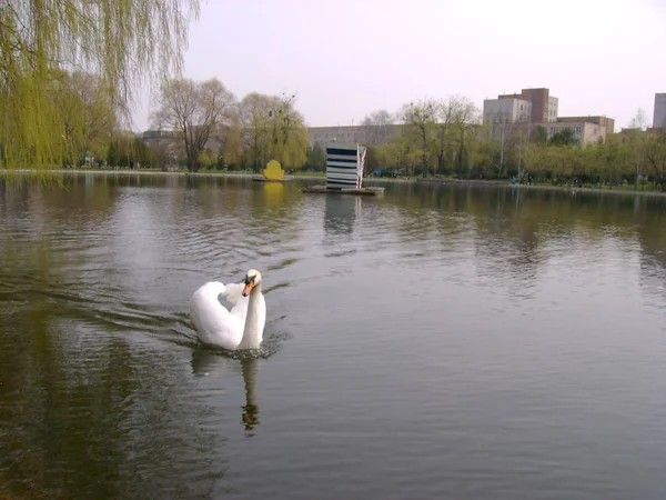 Zwaan zwaan (Cygnus olor) — Stockfoto