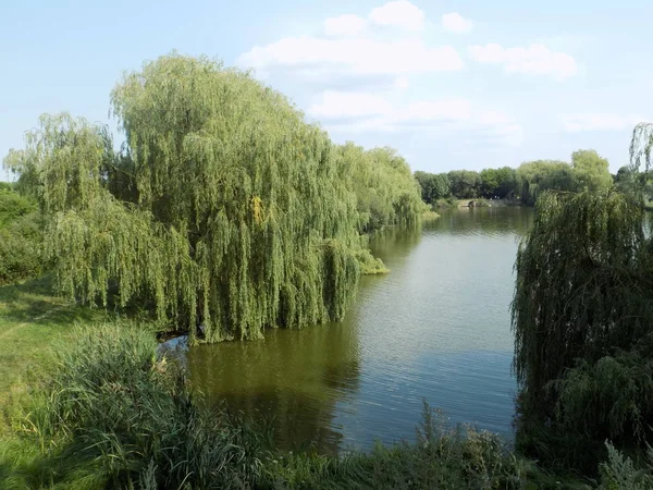 Die Trauerweiden (lat. salix babylonica) über dem Pool — Stockfoto