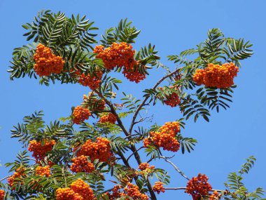 Genel Rowan (Sorbus aucuparia)