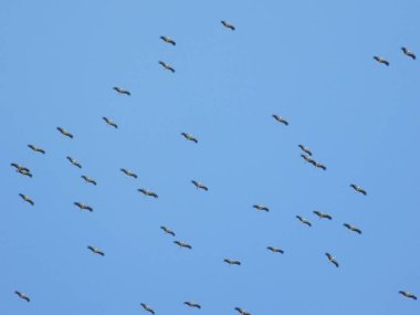 Beyaz leylek (Latince Ciconia ciconia) gökyüzünde