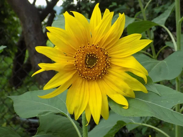 Sunflower seeds (Helianthus L.) — Stock Photo, Image