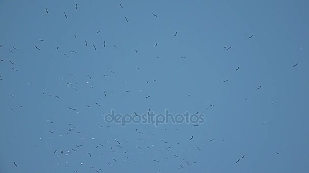 Cegonha branca (Ciconia ciconia latina) no céu — Vídeo de Stock